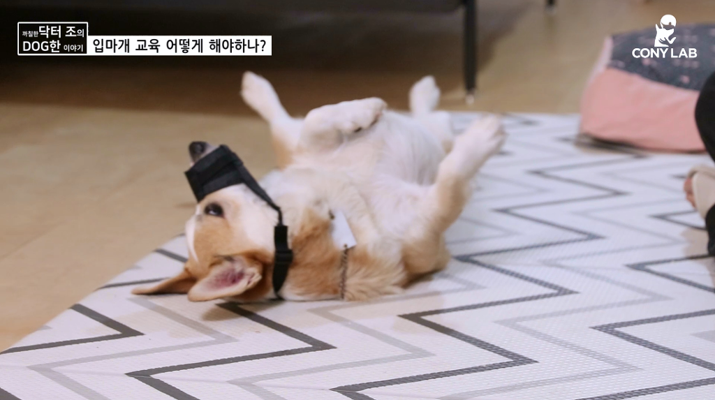 [영상] 강아지에게 거부감 안들게 입마개 교육하는 법! | 인스티즈