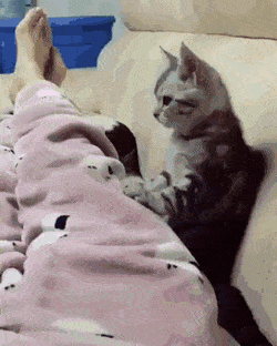 착취당하는 고양이.gif | 인스티즈