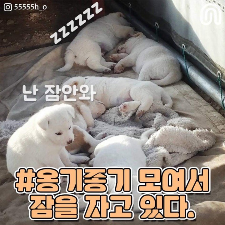 시골강아지들의 특징점.jpg | 인스티즈