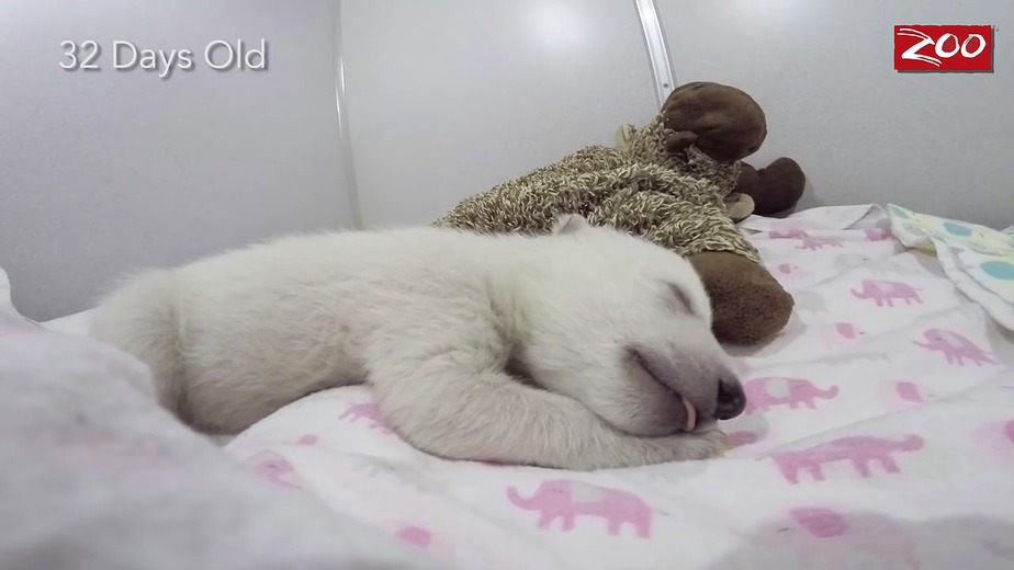 귀여운 북극곰.gif | 인스티즈