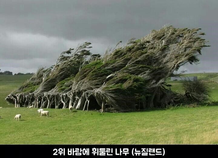희귀한 나무 이미지