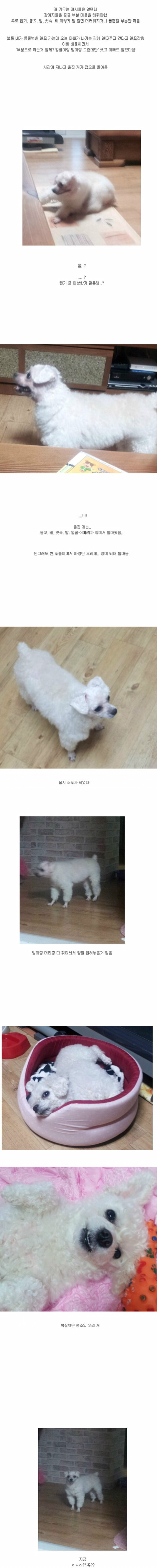 미용한 댕댕이 | 인스티즈