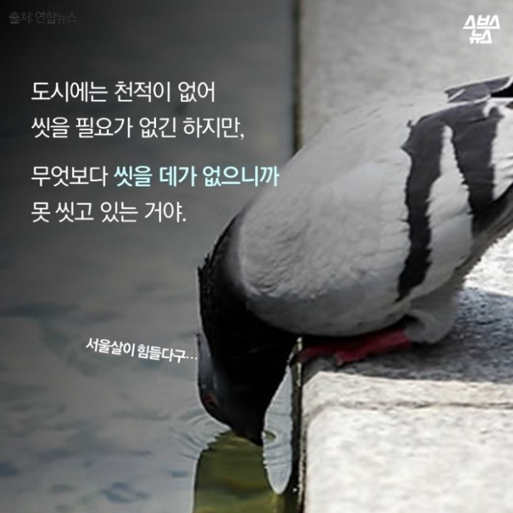 데려온 것도 인간이고 유해동물 취급도 인간이 하네-비둘기는 억울하다 | 인스티즈