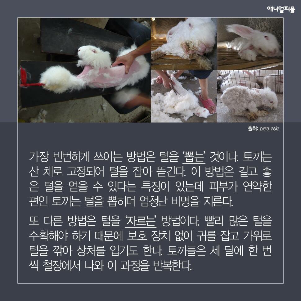 ??? : 아니 ㅅㅂ 말 못하는 강아지를 왜 때려...무슨 죄가 있다고... | 인스티즈