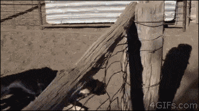 양치기 개의 레전드 기술.gif | 인스티즈