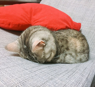 고독한고양이방 에서 주운 쟉고소중한 뽀시래기 고양이 짤 | 인스티즈
