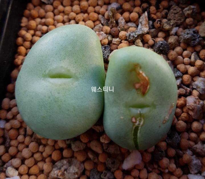 웨스 이미지