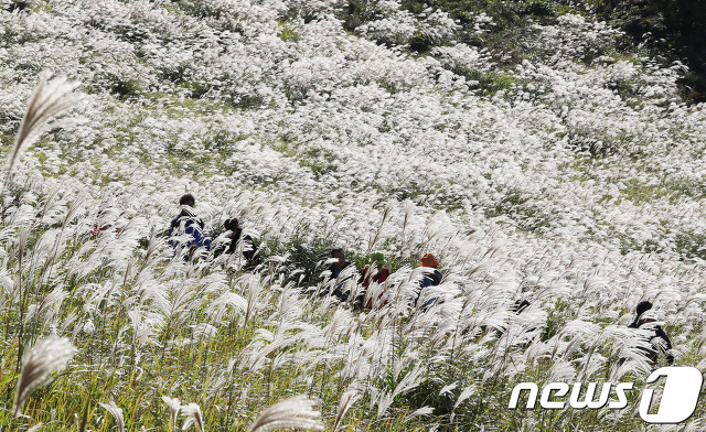 사진기자들이 포착한 2017년 단풍들.jpg | 인스티즈