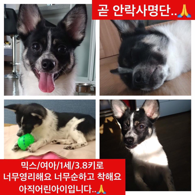 안락사명단 19마리 강아지 고양이 보고가줘..ㅠㅠ | 인스티즈