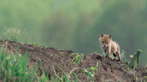 자연친화적 사진작가의 동화속 한 장면같은 사진작품들.jpg | 인스티즈
