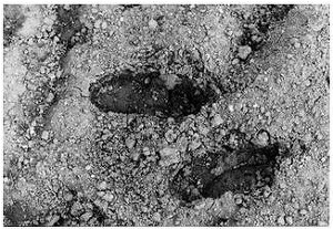 너는 자수하지 않으면 사지가 썩어 죽는다 | 인스티즈