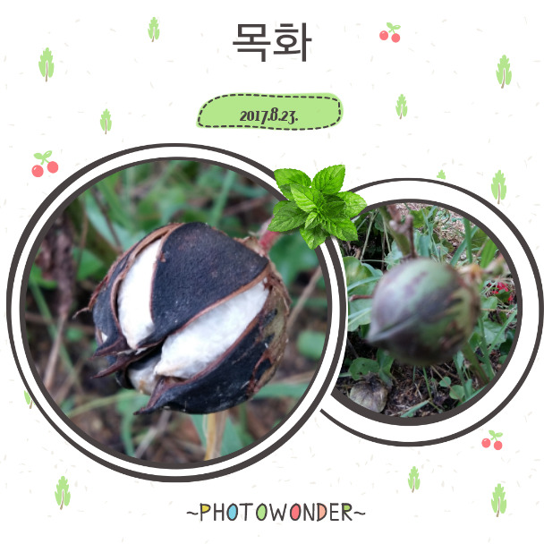 하얀솜 이미지