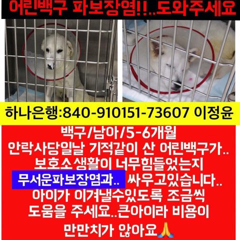 파보걸려 죽어가는 아기백구 후원부탁해 외면하지말아줘ㅠㅠㅠ | 인스티즈
