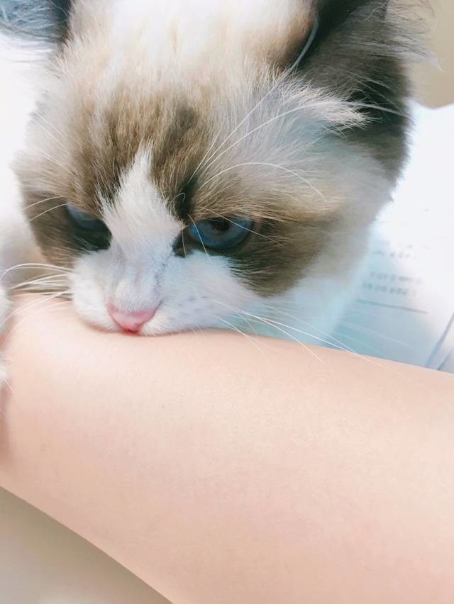 고양이의 만지면 안되는곳.jpg | 인스티즈