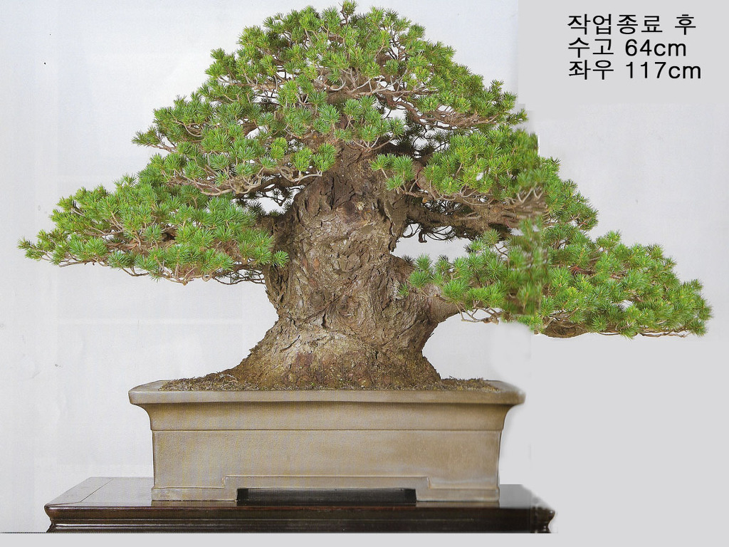 정언 이미지