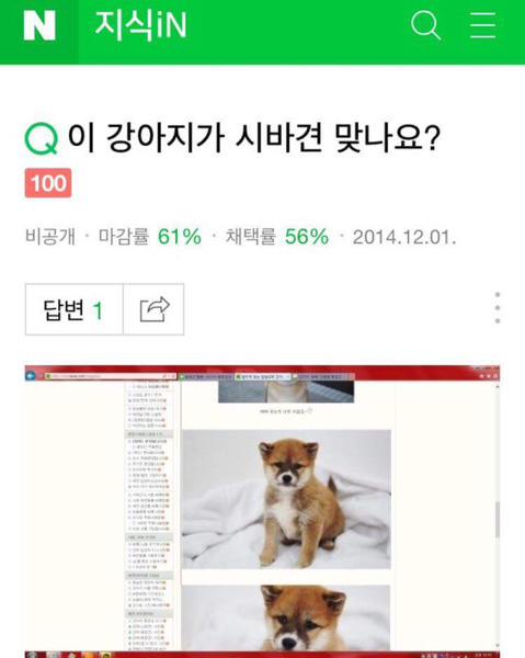 이 강아지 시바견 맞나요? | 인스티즈