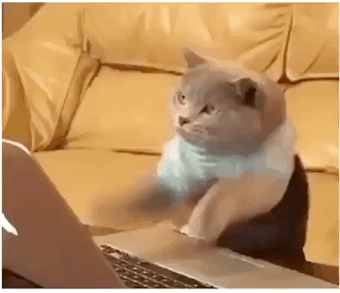 냥이 타자 속도.gif | 인스티즈