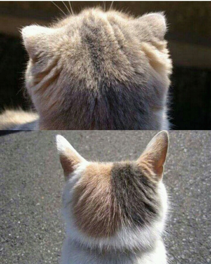 고양이 애호가들이 환장해 하는 부위 | 인스티즈