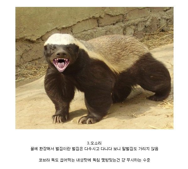 장수말벌의 천적.jpg | 인스티즈