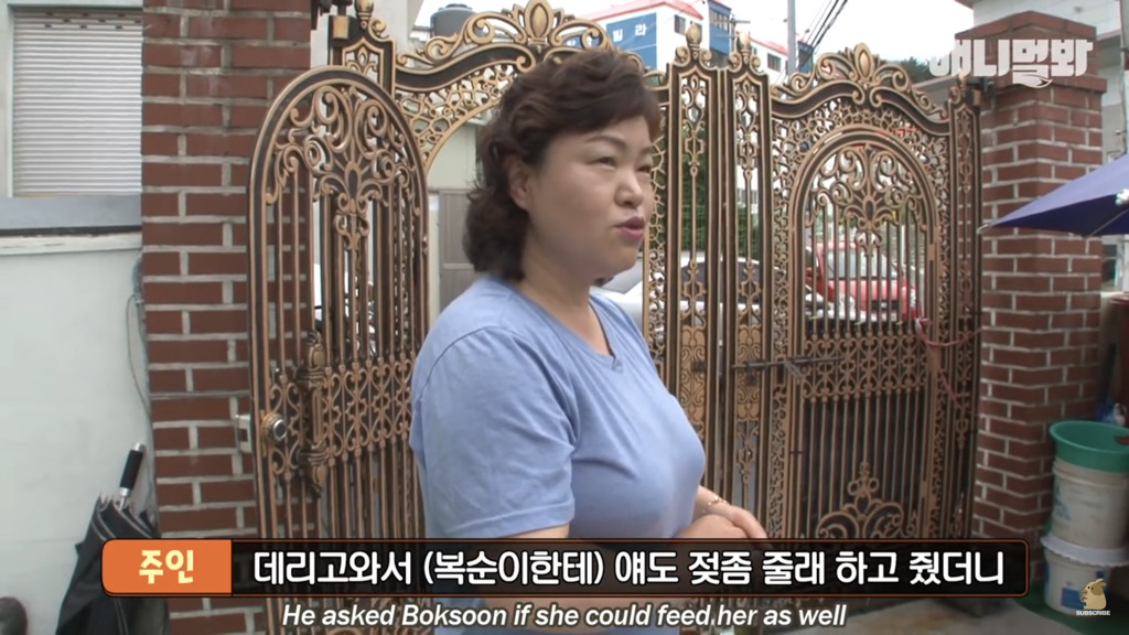 아기 고양이를 능숙하게 키우는 강아지의 사연은? | 인스티즈
