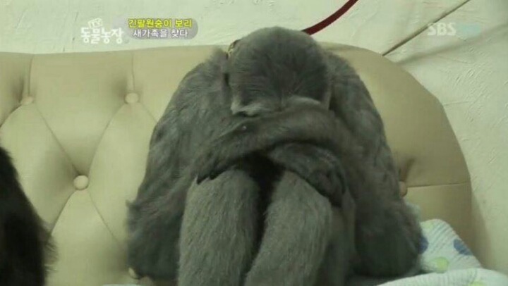 자기 정체성을 깨달은 원숭이 | 인스티즈
