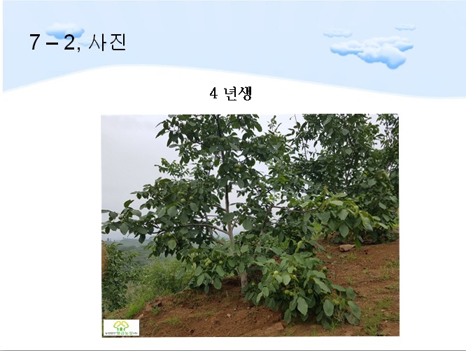 호두나무 이미지