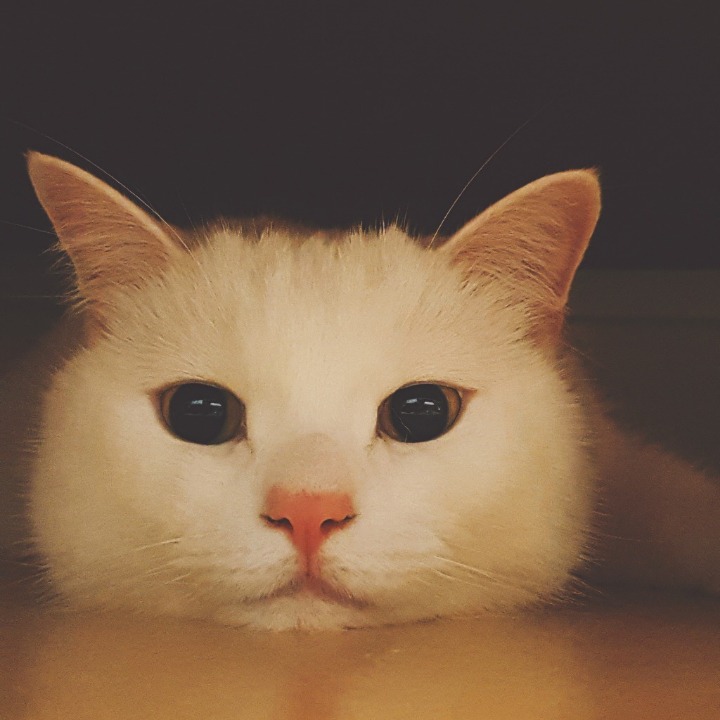고양이 증명사진 | 인스티즈