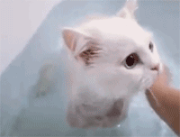 일반인은 잘 모르는 흔한 고양이 목욕시키기.gif | 인스티즈