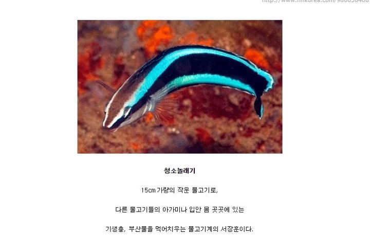 더러움을 참지 못하는 물고기.jpgif | 인스티즈