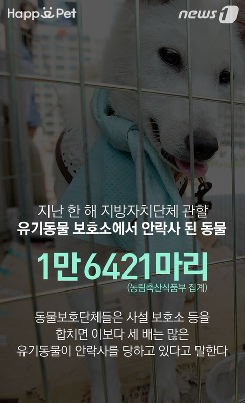 휴가철에 버려지는 애완견들 | 인스티즈