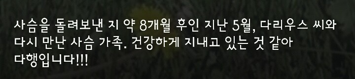 다리 다친 아기사슴을 구해주면 생기는 일 | 인스티즈