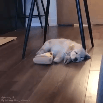 악몽 꾼 인절미.gif | 인스티즈