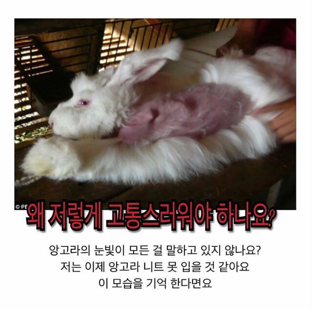 XX:겨울이니까 예쁜 앙고라니트 하나쯤은 장만해야지!!!!토끼야 고마워!!!!!(혐오주의) | 인스티즈