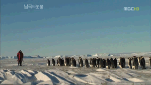 짱귀탱인 남극의 눈물 촬영 당시 펭귄들.gif | 인스티즈