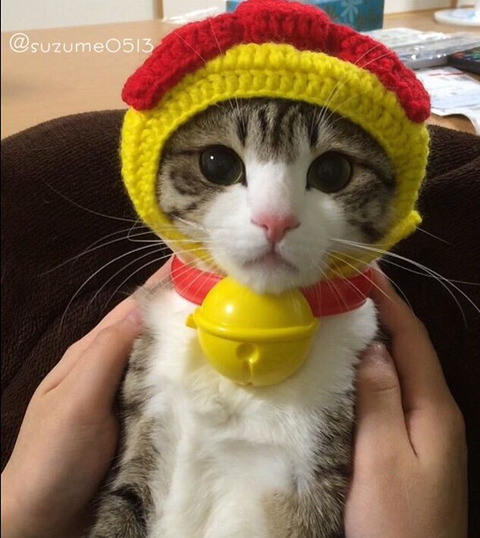 이름이 참새(すずめ)라는 사랑스런 고양이 | 인스티즈