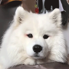 개사기.gif | 인스티즈