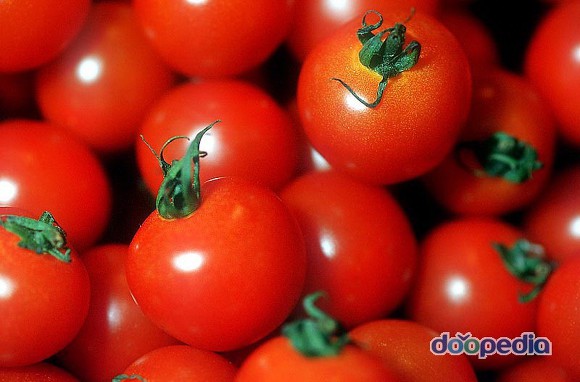 방울토마토 호vs불호 | 인스티즈