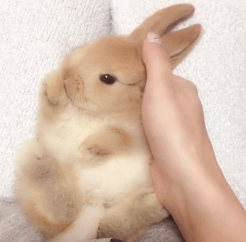 인절미같은 아기 토깽이 | 인스티즈