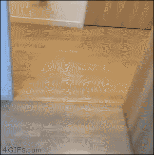 전생에 인간이었던 고양이들.gif | 인스티즈