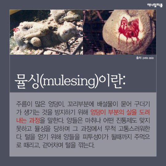 일상에 스며든 동물학대 생산품들 (중간에 피 주의) | 인스티즈
