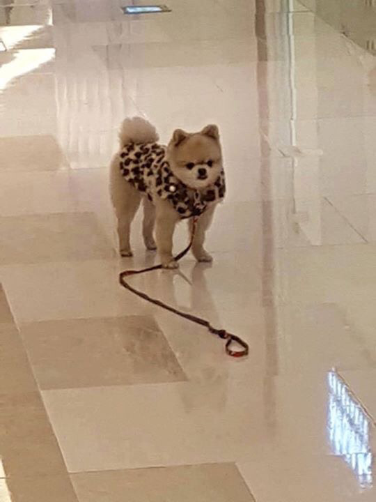 강아지 주인이 자기 친구 보더니 목줄 놓고 보러 감. jpg | 인스티즈